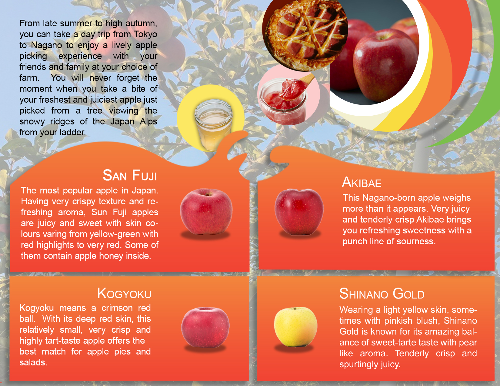 Tri Fold Brochure - Nagano Apple